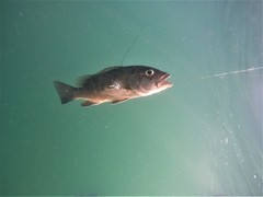Lutjanus novemfasciatus