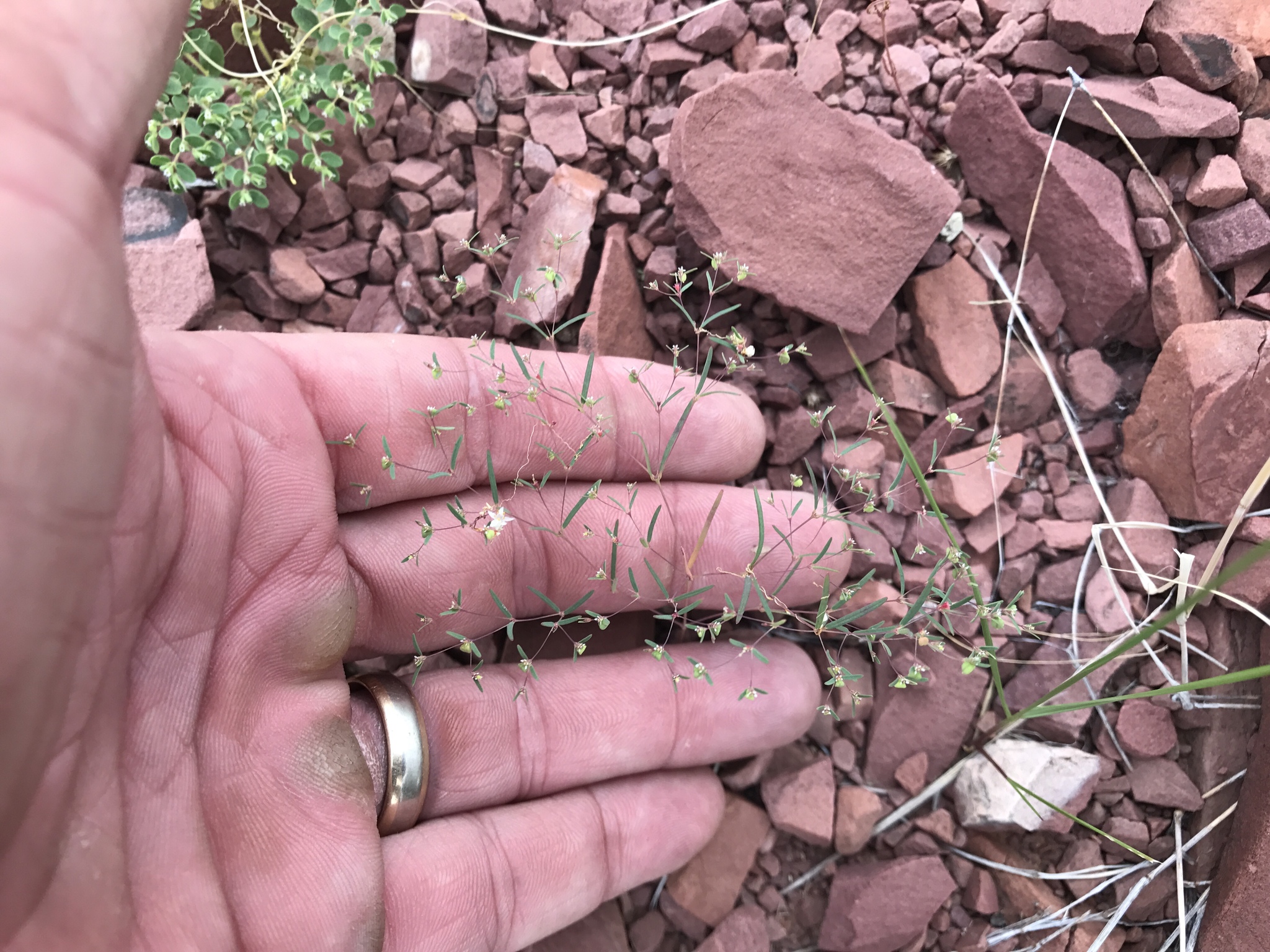 Euphorbia gracillima