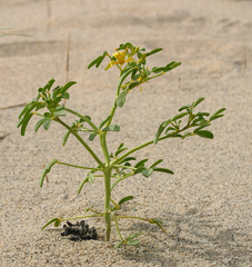 Carsonia sparsifolia