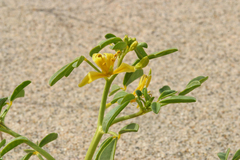 Carsonia sparsifolia