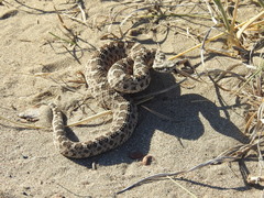 Bothrops ammodytoides