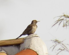 Colaptes