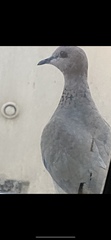 Streptopelia senegalensis