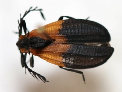 Caenia dimidiata