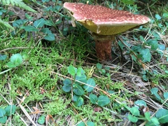 Suillus spraguei image