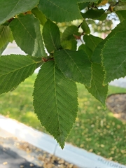 Carpinus betulus
