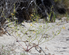 Carsonia sparsifolia