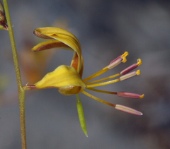 Carsonia sparsifolia
