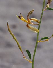 Carsonia sparsifolia