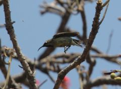 Chalcomitra amethystina
