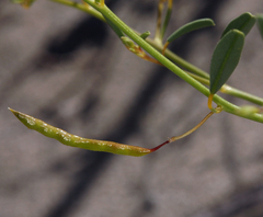 Carsonia sparsifolia