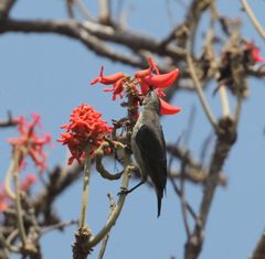 Chalcomitra amethystina