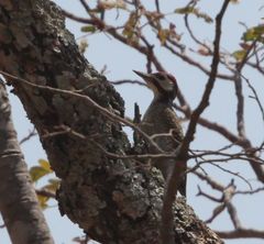 Campethera bennettii