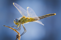 Sympetrum fonscolombii