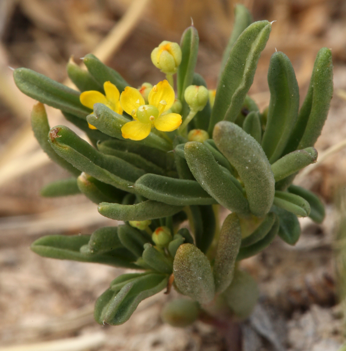 short-pedicelled cleomella
