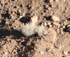 Dasymutilla coccineohirta