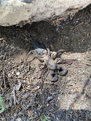 Mastigoproctus giganteus