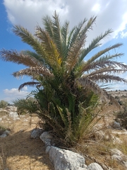 Phoenix dactylifera
