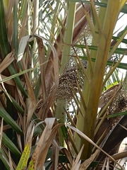 Phoenix dactylifera