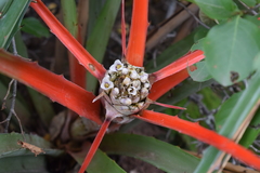 Bromelia serra
