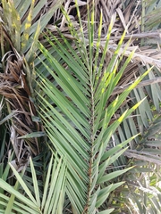 Phoenix dactylifera