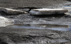 Larus glaucoides glaucoides