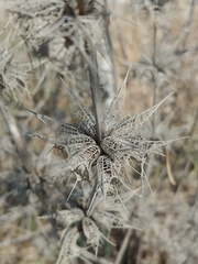 Moluccella spinosa