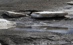 Larus glaucoides glaucoides