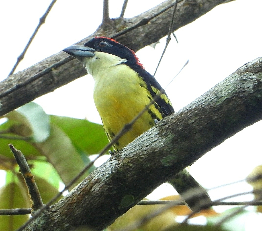 Cabezón Cincocolores, Capito quinticolor