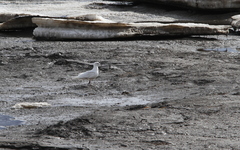Larus glaucoides glaucoides