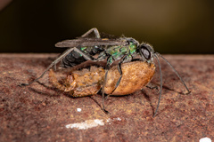 Auplopus architectus metallicus