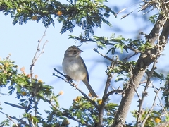 Spizella pallida