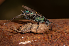 Auplopus architectus metallicus