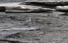 Larus glaucoides glaucoides