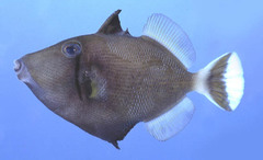 Bluethroat Triggerfish photo 3