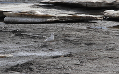 Larus glaucoides glaucoides