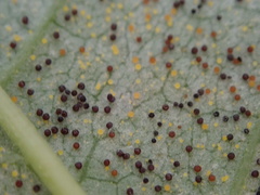 Phyllactinia fraxini