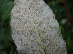 Phyllactinia fraxini