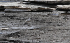 Larus glaucoides glaucoides