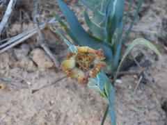 Ferraria divaricata