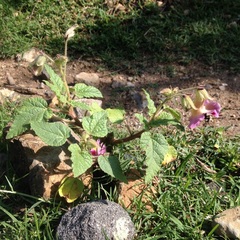Proboscidea louisianica fragrans