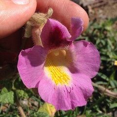 Proboscidea louisianica fragrans