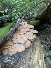 Armillaria novae-zelandiae
