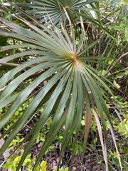 Coccothrinax