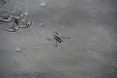 Cylindrostethus