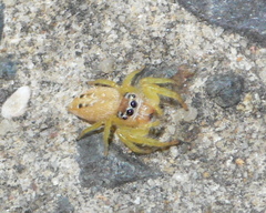 Opisthoncus parcedentatus