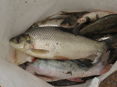 Prochilodus nigricans