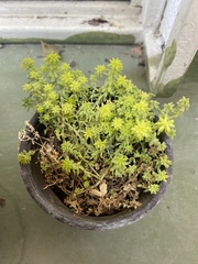 Sedum japonicum