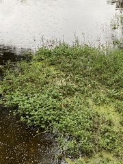 Hydrocotyle ranunculoides