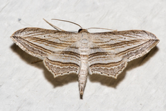 Arcobara multilineata